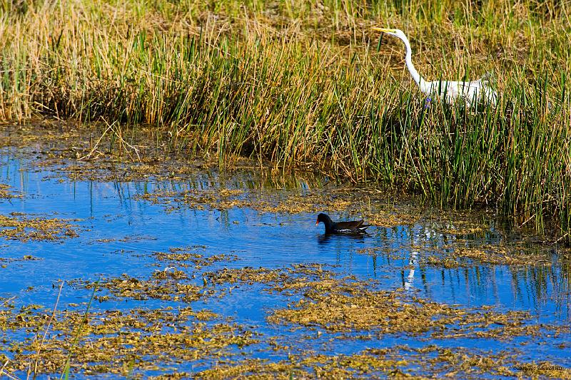 20090220_161558 D3 P1 5100x3400 srgb.jpg - Loxahatchee National Wildlife Preserve